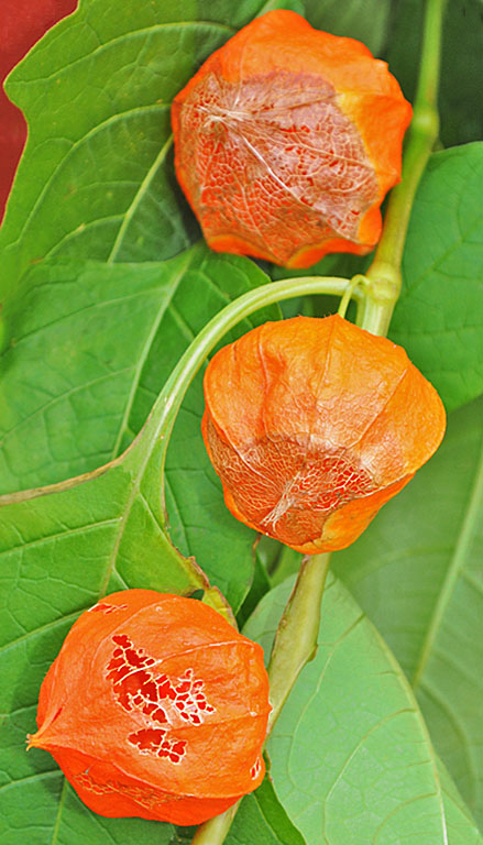 Japanese lanterns, 3 in a row